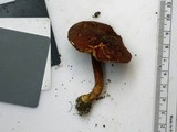 Phylloporus bellus image