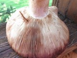 Russula compacta image