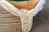 Russula compacta image