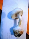 Amanita abrupta image