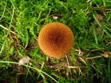 Inocybe unicolor image