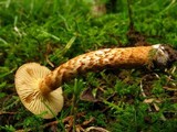 Inocybe unicolor image