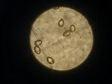 Inocybe unicolor image