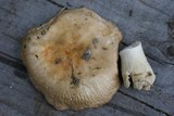 Russula aeruginea image
