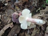 Russula mariae image