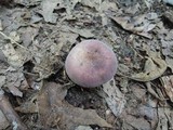 Russula mariae image
