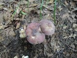Russula mariae image