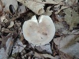Russula modesta image
