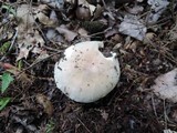 Russula modesta image