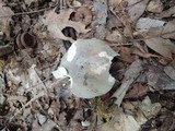 Russula modesta image