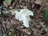 Russula modesta image