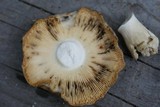 Russula aeruginea image