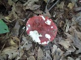 Russula vinacea image
