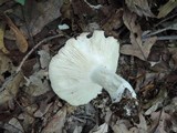 Russula vinacea image
