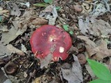 Russula vinacea image