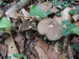 Leccinum snellii image