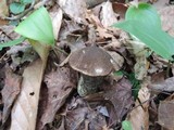 Leccinum snellii image