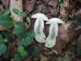 Leccinum snellii image