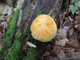 Gymnopilus luteus image