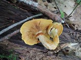 Gymnopilus luteus image
