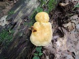 Gymnopilus luteus image