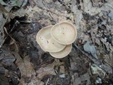 Clitocybe gibba image