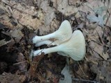 Clitocybe gibba image