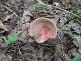 Boletus chrysenteron image