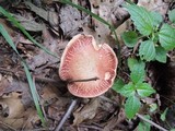 Boletus chrysenteron image