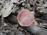 Boletus chrysenteron image