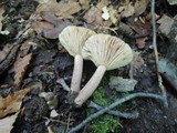 Lactarius frustratus image