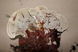 Ganoderma sessile image