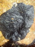 Hydropunctaria maura image