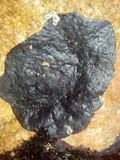 Hydropunctaria maura image