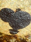 Hydropunctaria maura image