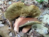 Xanthoconium affine image