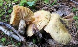 Russula earlei image