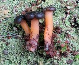 Leotia viscosa image