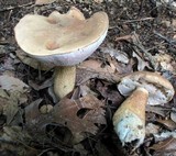 Tylopilus felleus image