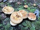 Russula grata image