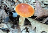 Boletus longicurvipes image
