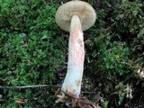 Boletus longicurvipes image