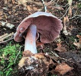 Cortinarius argenteopileatus image