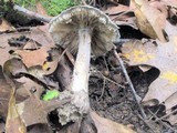 Amanita cinereoconia image