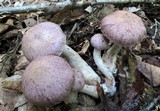 Cortinarius torvus image