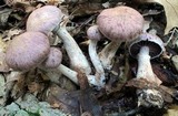 Cortinarius torvus image