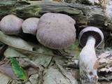 Cortinarius torvus image