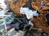 Tremella fuciformis image