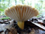 Lactifluus hygrophoroides image