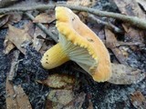 Lactifluus hygrophoroides image